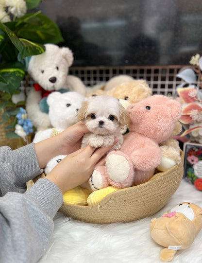 Tea cup Maltipoo-Chita - I LOVE DOG MAIN