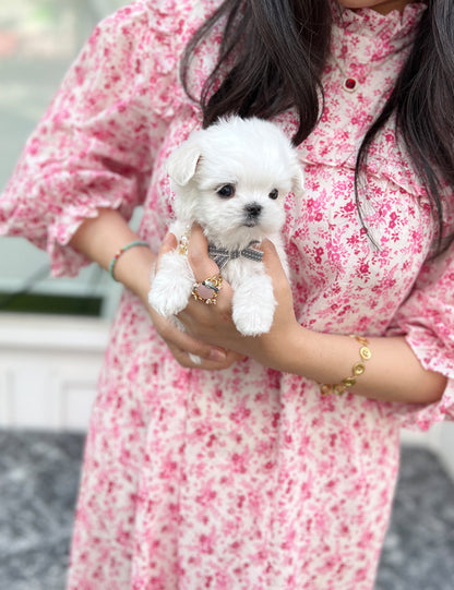 Tea cup Maltese- Snoopy - I LOVE DOG MAIN