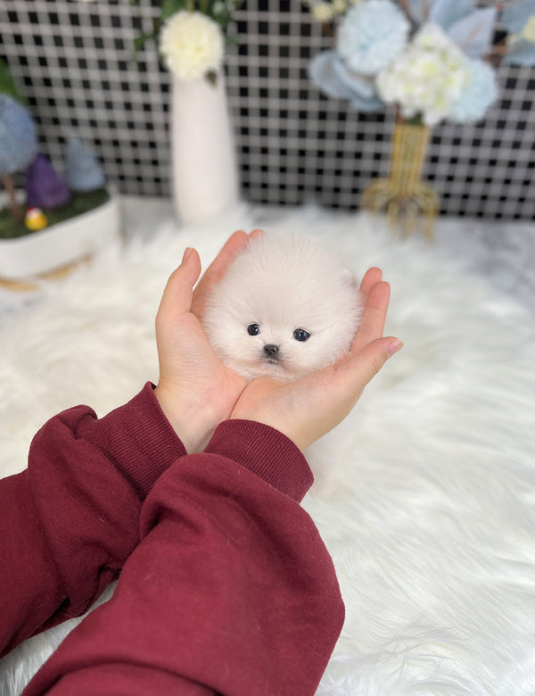 Tea cup Pomeranian-Naron - I LOVE DOG MAIN