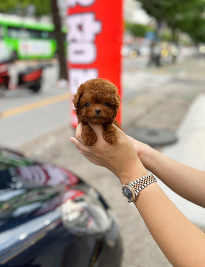 Tea cup poodle-Coco - I LOVE DOG MAIN