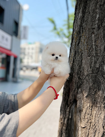 Tea cup Pomeranian-Mochi - I LOVE DOG MAIN