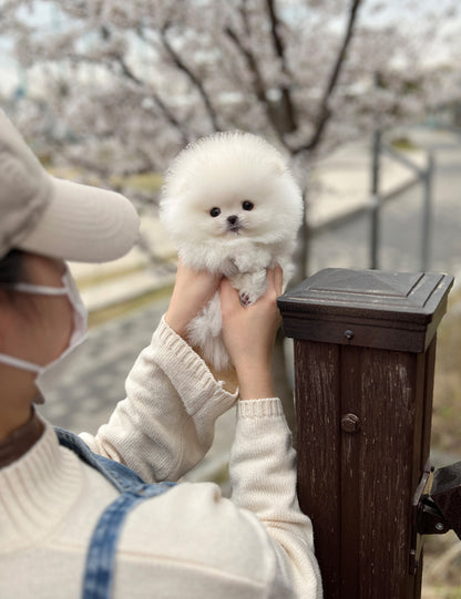 Tea cup pomeranian - mongmong - I LOVE DOG MAIN