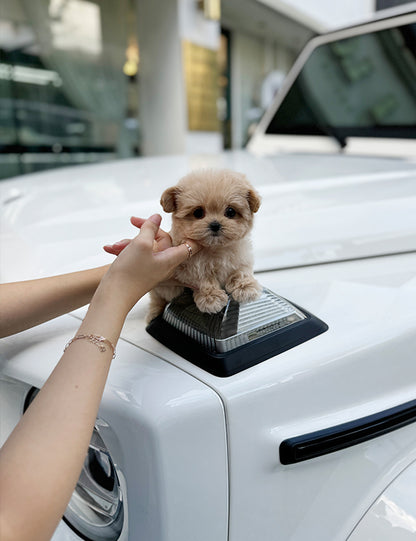 Teacup Maltipoo- sora