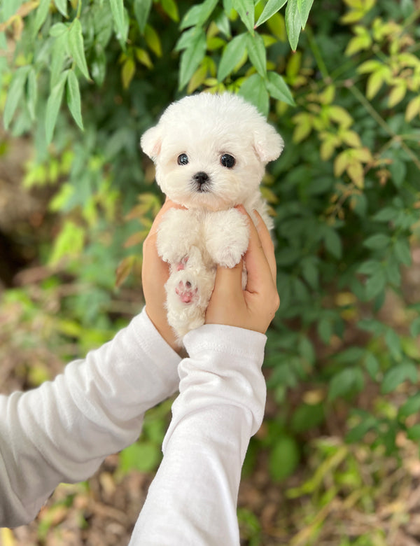 Tea cup Bichonfrise -Riri - I LOVE DOG MAIN