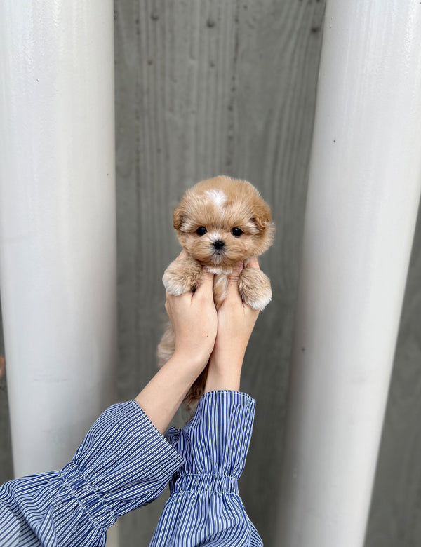 Tea cup maltipoo -Soda - I LOVE DOG MAIN