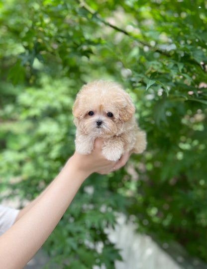 Tea cup Maltipoo- Tara - I LOVE DOG MAIN