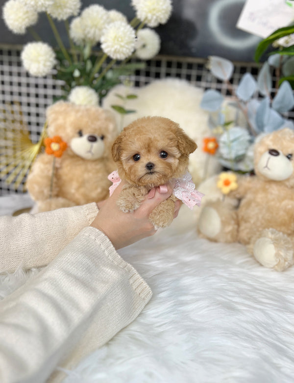 Tea cup maltipoo-Rubi - I LOVE DOG MAIN