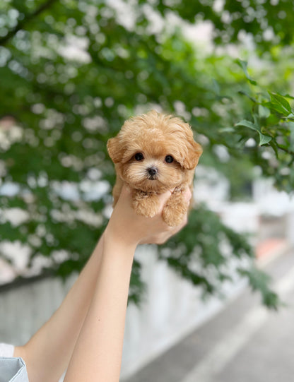 Tea cup Maltipoo-Kua - I LOVE DOG MAIN