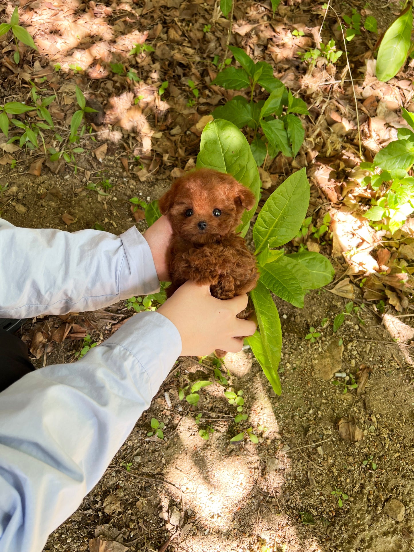 Tea cup Redpoodle - siro - I LOVE DOG MAIN