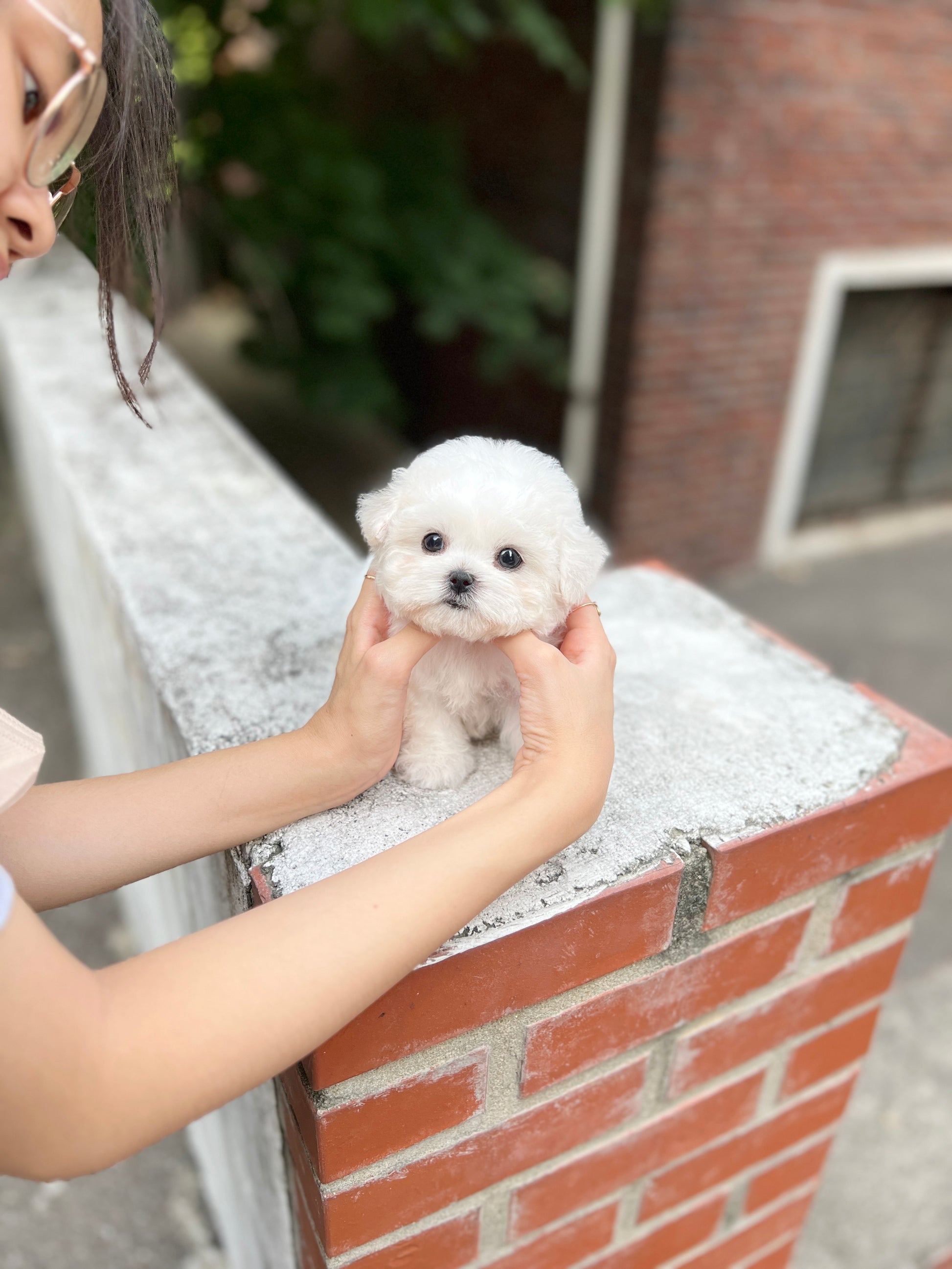 Tea cup Bichonfrise -Sea - I LOVE DOG MAIN