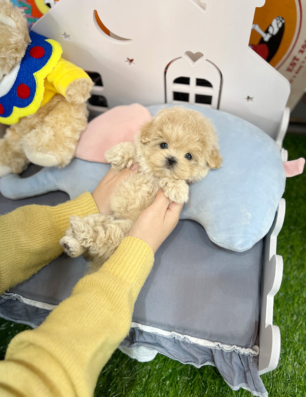 Tea cup Maltipoo- Haribo - I LOVE DOG MAIN