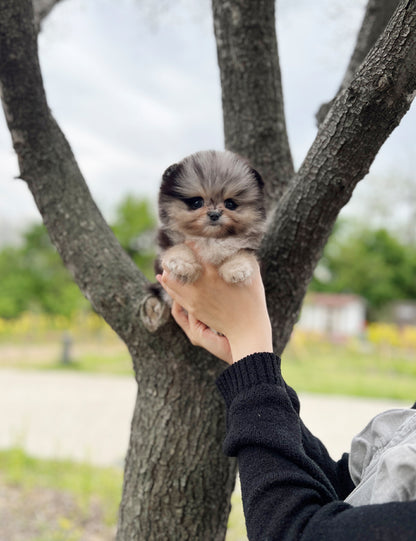 Teacup Pomeranian- Shuki - I LOVE DOG MAIN