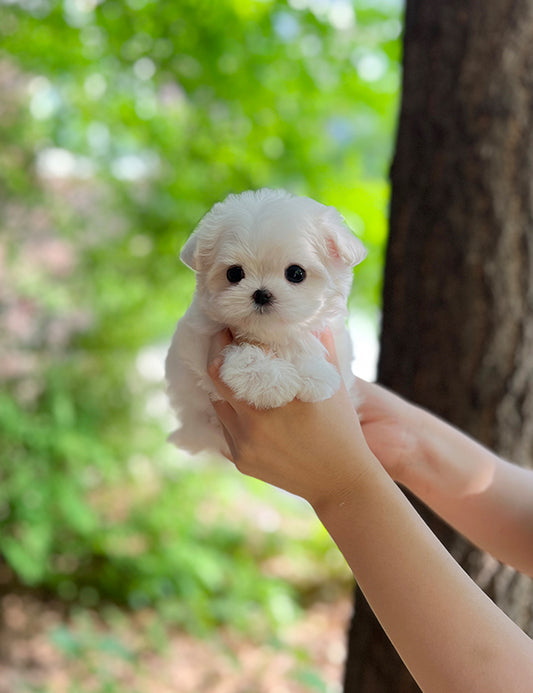 Tea cup Maltese- Doldol - I LOVE DOG MAIN