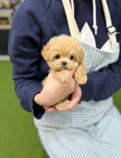 Tea cup Maltipoo-Mumu - I LOVE DOG MAIN