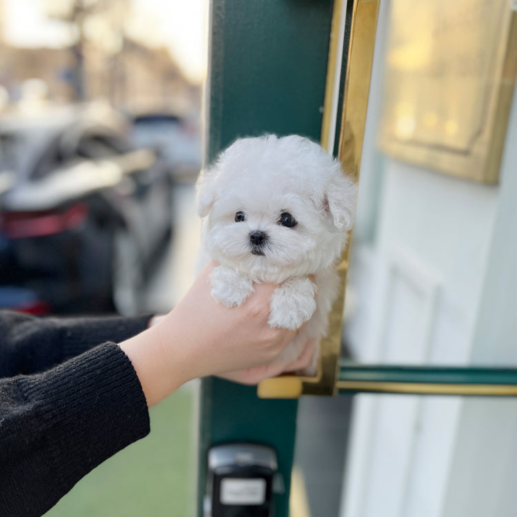 Tea cup Bichonfrise -Tony - I LOVE DOG MAIN