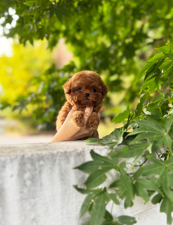 Teacup Redpoodle- Coffe - I LOVE DOG MAIN