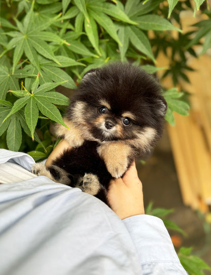 Teacup Blacktan pomeranian- Dongyi