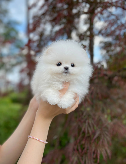 Teacup Pomeranian - Raki - I LOVE DOG MAIN