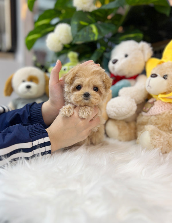 Tea cup Maltipoo- bibi - I LOVE DOG MAIN