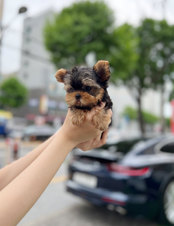 Teacup Yorkshire Terrier- Shuki - I LOVE DOG MAIN