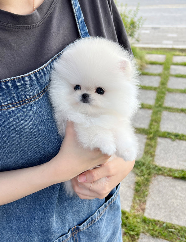 Tea cup Pomeranian-Toto - I LOVE DOG MAIN