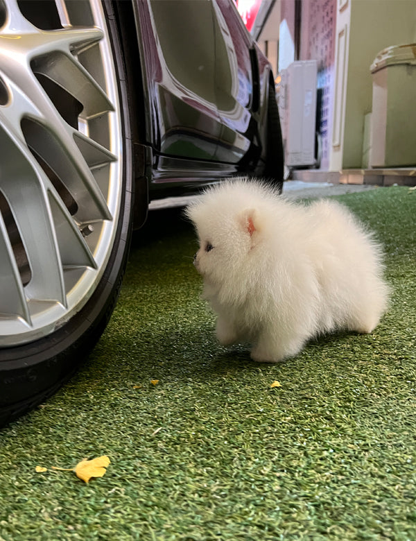 Tea cup Pomeranian-Tororo - I LOVE DOG MAIN