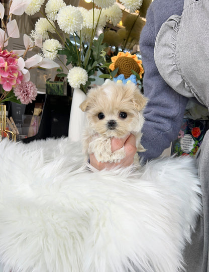 Tea cup Maltipoo-Hoya - I LOVE DOG MAIN