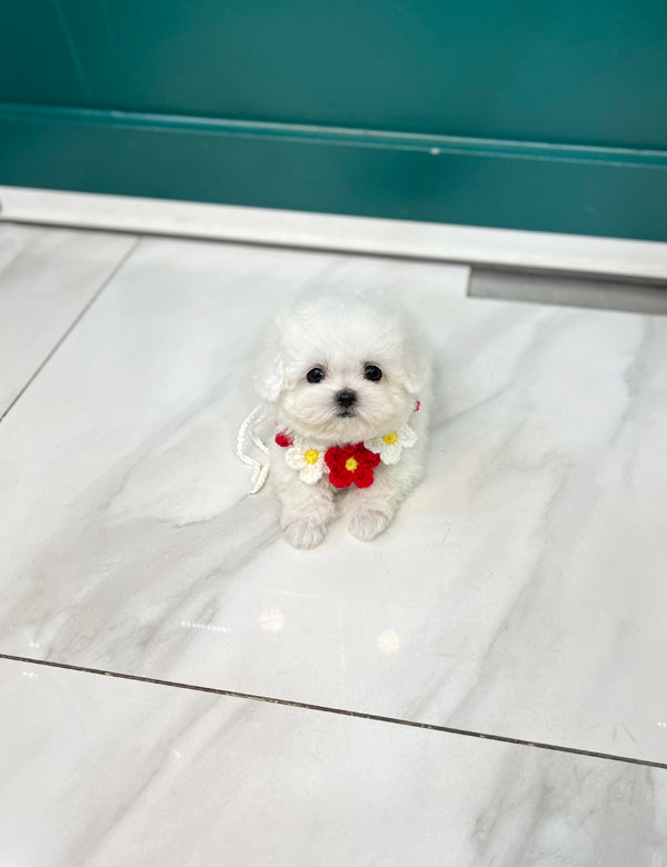 Teacup Bichonfrise -Cozy - I LOVE DOG MAIN