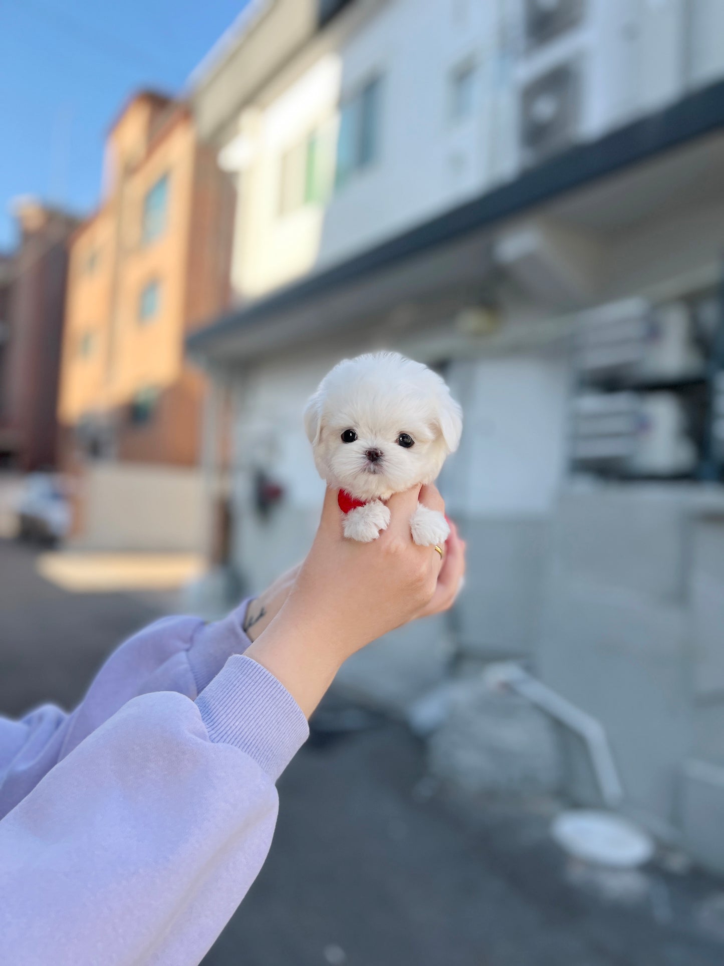 Tea cup Maltese- Yolki - I LOVE DOG MAIN