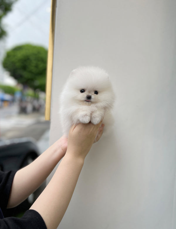 Tea cup Pomeranian-Kuya - I LOVE DOG MAIN