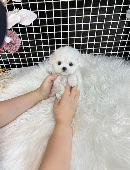 Tea cup Bichonfrise -Milky - I LOVE DOG MAIN