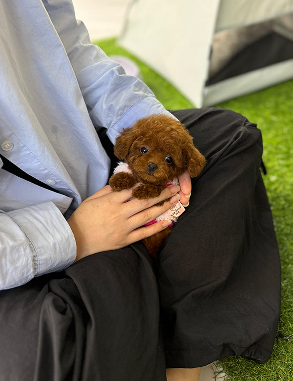 Tea cup Toy Poodle-Cheese