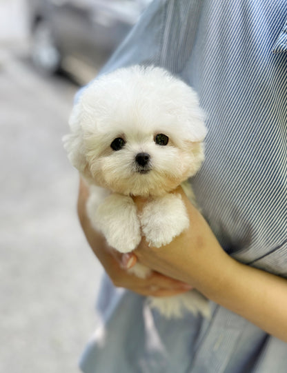 Tea cup Bichonfrise-Nabi - I LOVE DOG MAIN