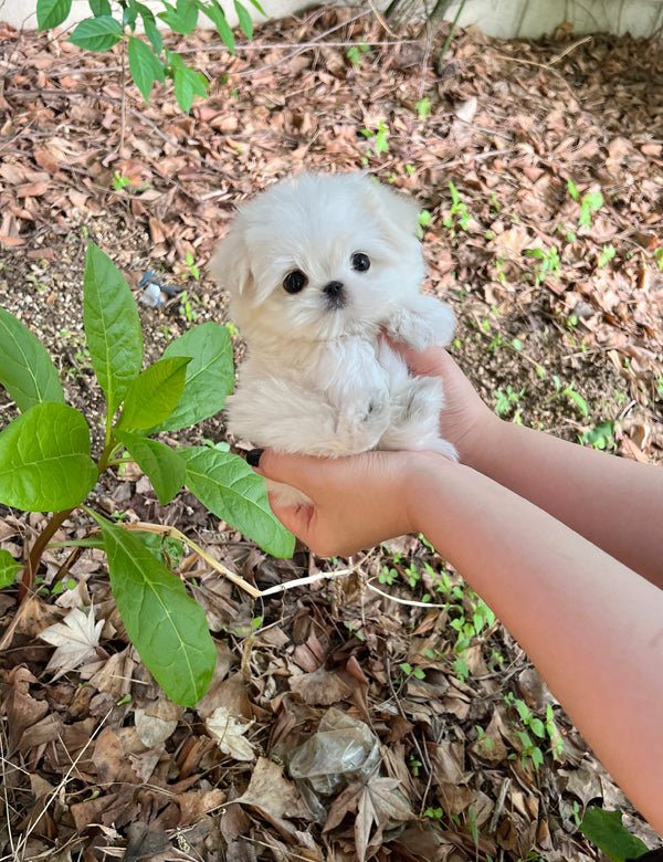 Tea cup Maltese-Zeke - I LOVE DOG MAIN