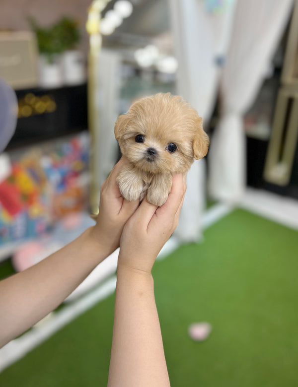 Tea cup Maltipoo-Diana - I LOVE DOG MAIN