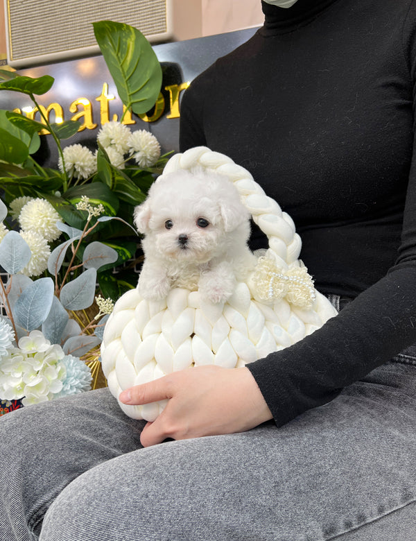 Tea cup Bichonfrise -Zora - I LOVE DOG MAIN