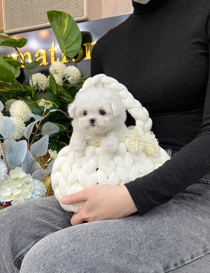 Tea cup Bichonfrise -Zora - I LOVE DOG MAIN