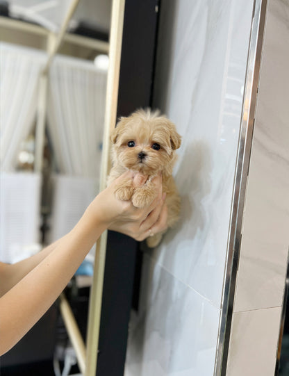 Tea cup Maltipoo-Pico - I LOVE DOG MAIN