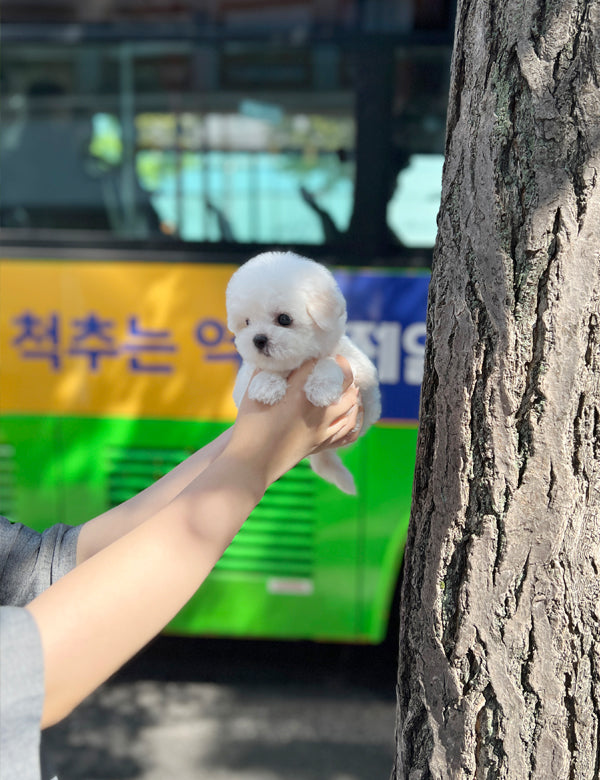 Tea cup Bichonfrise -Vanilla - I LOVE DOG MAIN