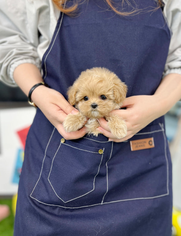 Tea cup Maltipoo- Colby - I LOVE DOG MAIN