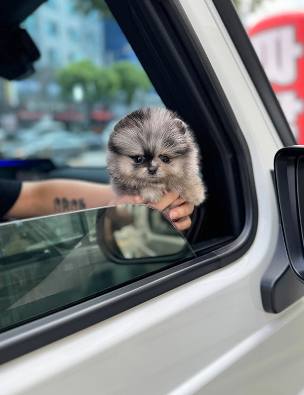 Teacup Bluemul pomeranian- Oreo