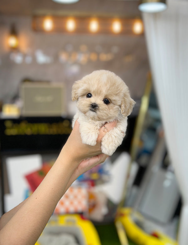 Tea cup Maltipoo- Becky - I LOVE DOG MAIN