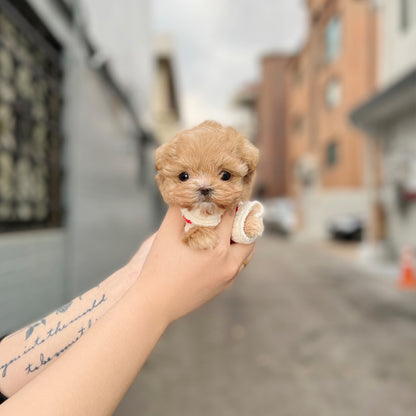 Tea cup Maltipoo- Julie - I LOVE DOG MAIN