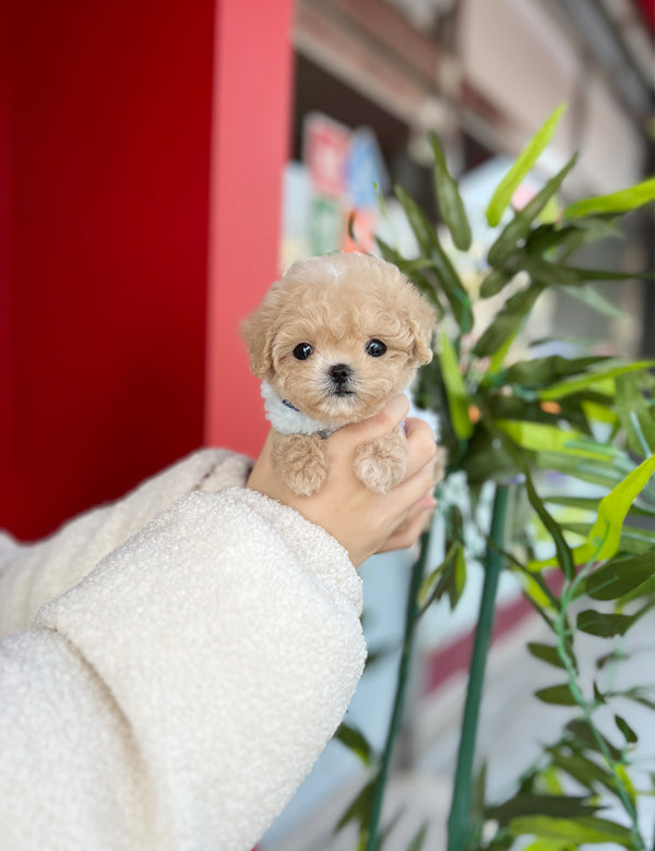 Tea cup Maltipoo- Somi - I LOVE DOG MAIN