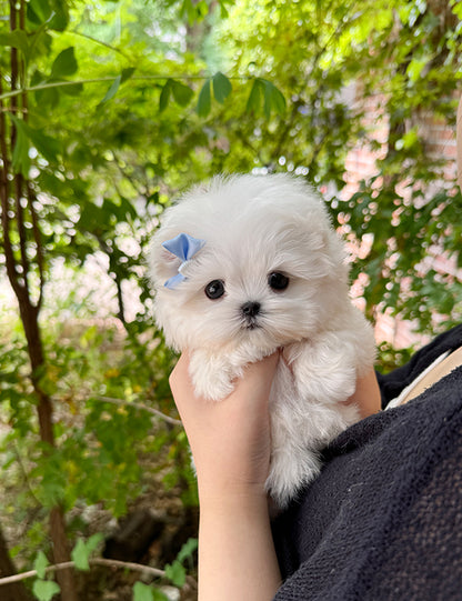 Teacup maltese- Zero