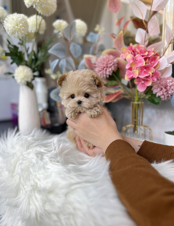 Tea cup Maltipoo-Moara - I LOVE DOG MAIN