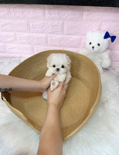 Teacup Maltese- Suga