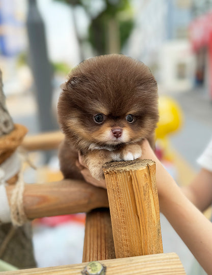 Tea cup chocotan pomeranian- Coco