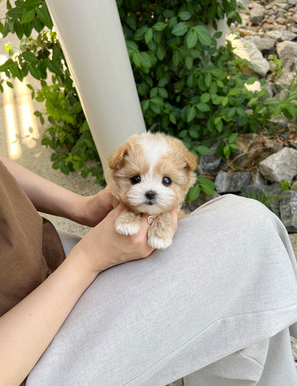 Tea cup Maltipoo-Nero - I LOVE DOG MAIN