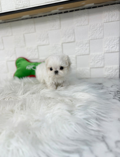 Teacup Maltese -Jeny&Popo